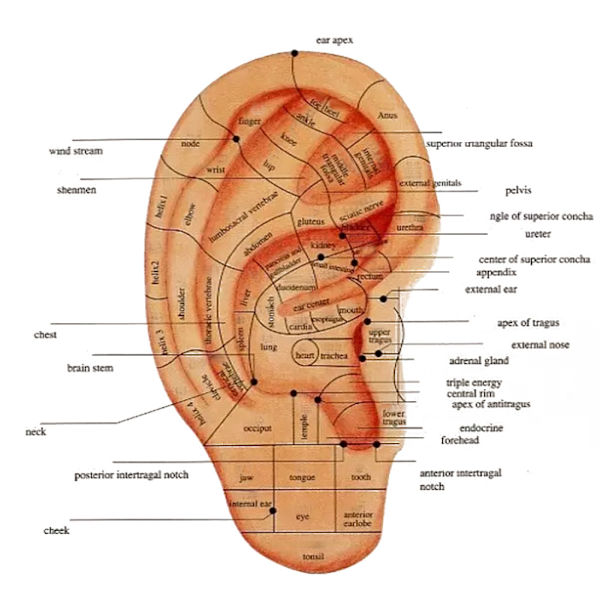 Auricular Points Detector Automatisk øredeteksjon Pen Advarsel Lyd Akupressur