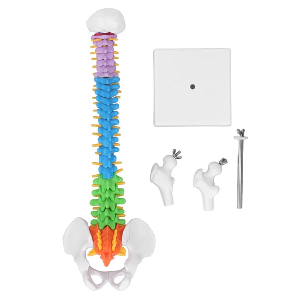 Rygsøjlemodel PVC 45 cm Farvekodet Miniature med Lårbenssæt Kit til Læring Undervisning