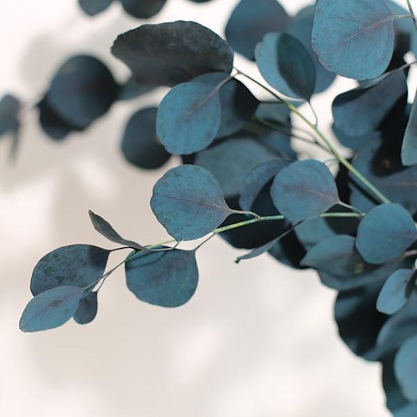 Eucalyptus Tørrede Blomster Evig Holdbarhed Tørrede Blomster Buket Dekoration Hjem Stue Indretning