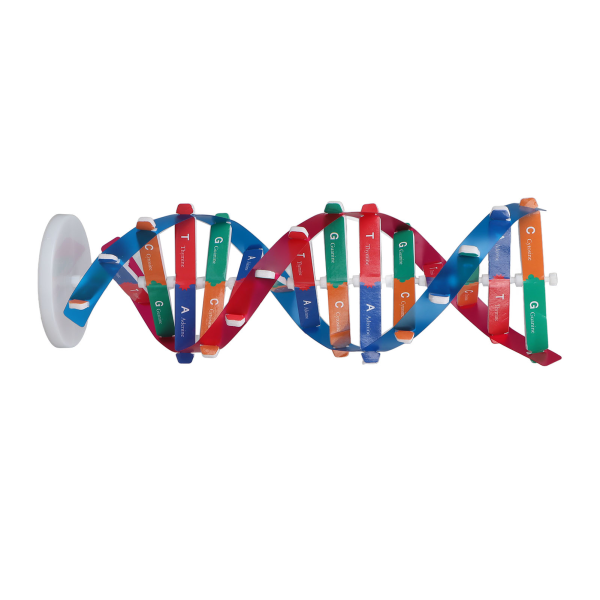 Menneskelig DNA-model Farverig dobbeltspiral Saml model Videnskab Pædagogisk undervisningslegetøj til børn