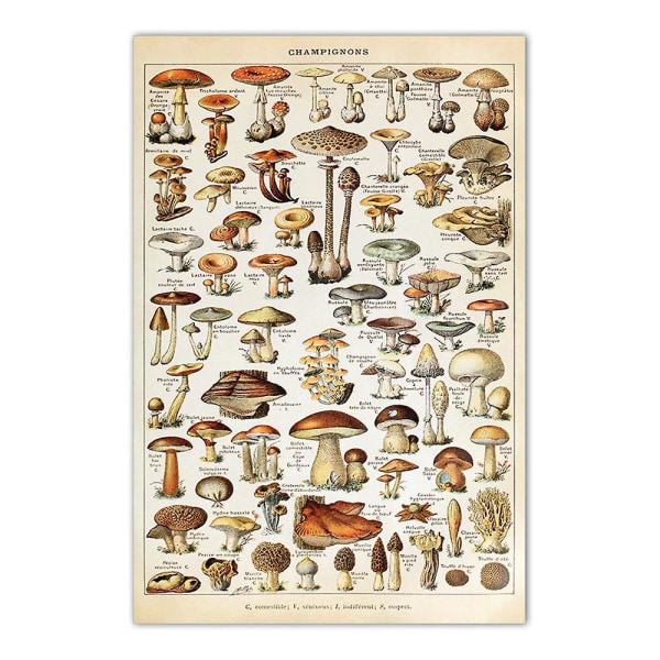 Kasvitieteellinen Mushroom Educational Vintage print Wall Art Decor