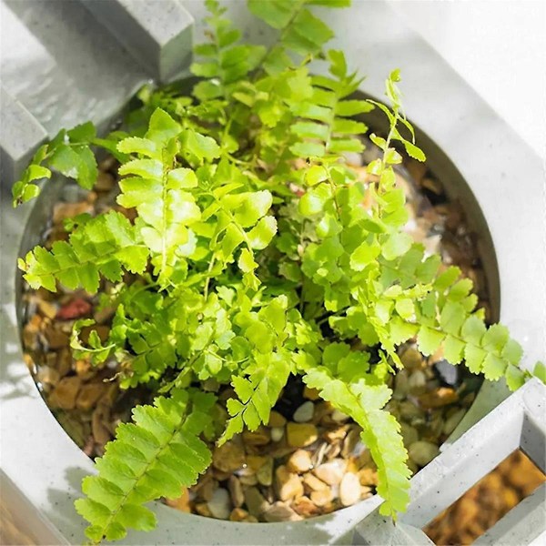 Mini Akvarium Startsett Stille Vannstrømfilter B