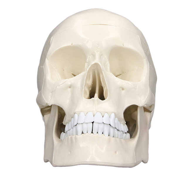 Simulaatio 1:1 Ihmisen pääkallomalli Irrotettava PVC-kallomalli anatomian oppimiskurssille