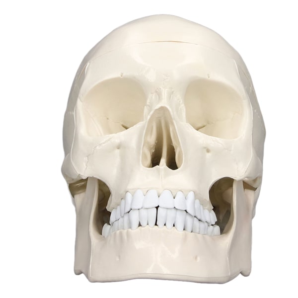 Simulering 1:1 menneskehoved kraniemodel Aftagelig PVC-kraniemodel til anatomilæringskursus