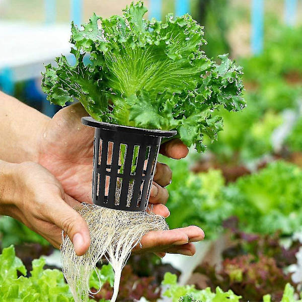 1,77 tommer netkopper - 100 pakke | Hydroponisk plantebakke