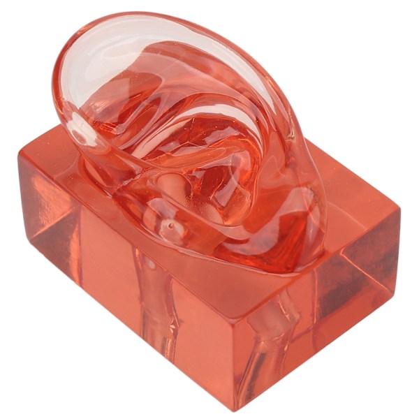 Höger öronmodell transparent röd akryl robust vattentät hög simulering öronvisning modell