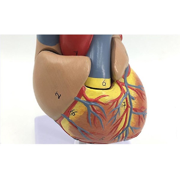 Menneskekropsmodel - Realistisk Anatomisk Visning med 34-delt Hjerte