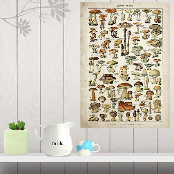 Kasvitieteellinen Mushroom Educational Vintage print Wall Art Decor