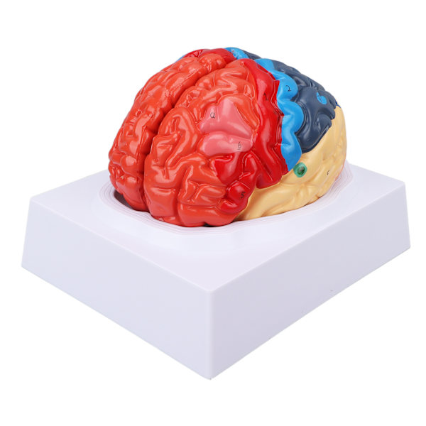 Anatomisk modell för mänsklig hjärna Cerebral artär färg partitionerad vänster höger hjärna monterad modell för inlärning