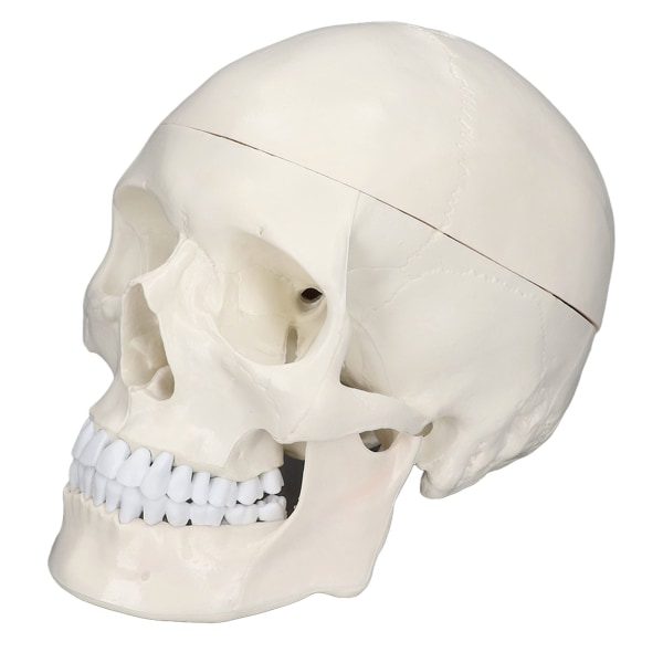 Simulering 1:1 menneskehoved kraniemodel Aftagelig PVC-kraniemodel til anatomilæringskursus