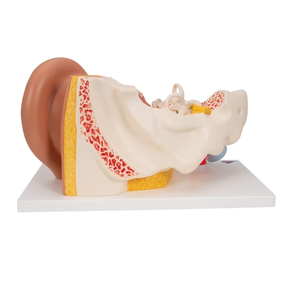 E10 öronanatomimodell, 3x förstoring, uppdelad i 4 delar + gratis dissektionsapp - 3B Smart Anatomy