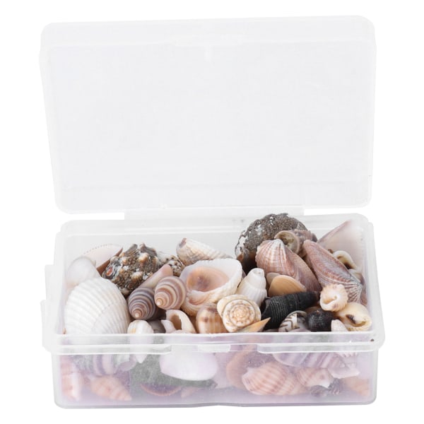 Smycken Craft DIY Shell Sea Snigel Set Naturlig Seashell Conch Bröllop Heminredning