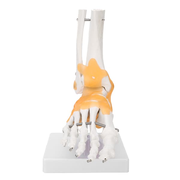 Anatomisk model af voksen menneskelig skeletfod og ankelled med ledbånd