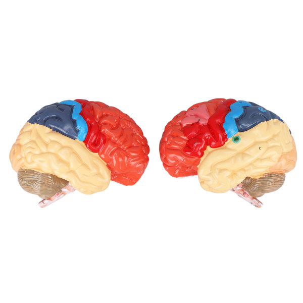 Anatomisk menneskelig hjernemodell Cerebral arteriefarge oppdelt venstre høyre hjernemontert modell for læring