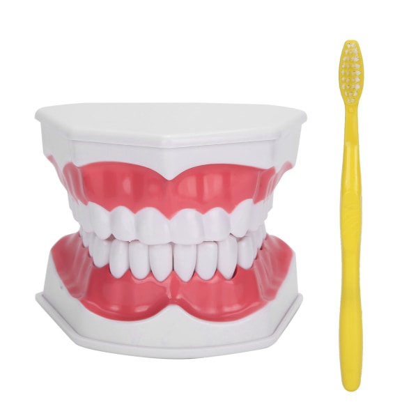 Dental Teaching Teeth Model 2X Forstørrelsestenner Modell Tannlege Teaching Training Tool