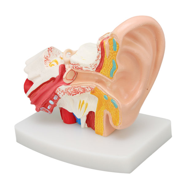 Human Ear Anatomical Model Clear Structure Simulering Inner Ear Model for Education Display