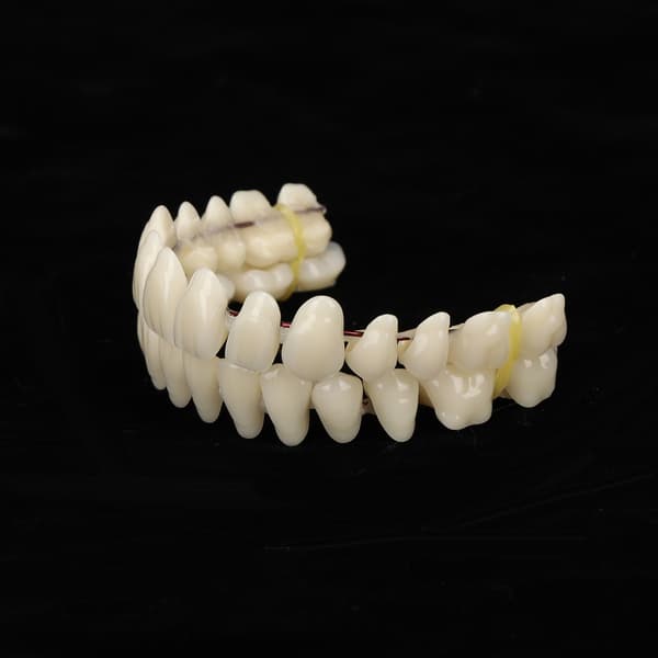 10 kpl hartsihampaiden opetusmalli hammastarviketarvike