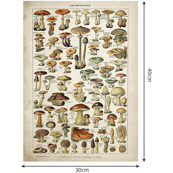 Kasvitieteellinen Mushroom Educational Vintage print Wall Art Decor