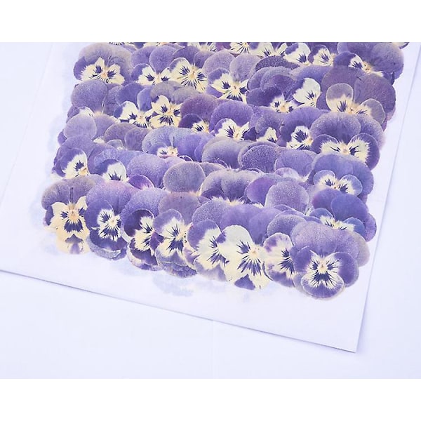 Pressede tørkede blomster og blader for DIY-bokmerker Naturlige blomsterkunstforsyninger