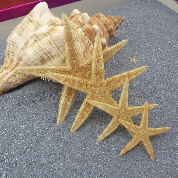 100 STK Naturlige Søstjerne Dekorationer Lille Størrelse Søstjerne Samleobjekter Håndværk Tilbehør til Bryllup Strand Tema Fest 1.5-2.0CM