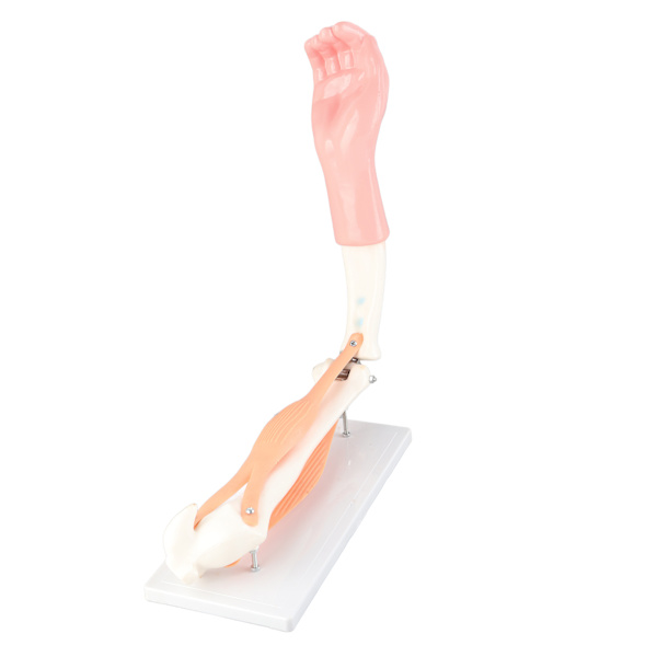 Arm Moving Model Anatomisk Albue Joint Motion Model Primary School Undervisningstilbehør