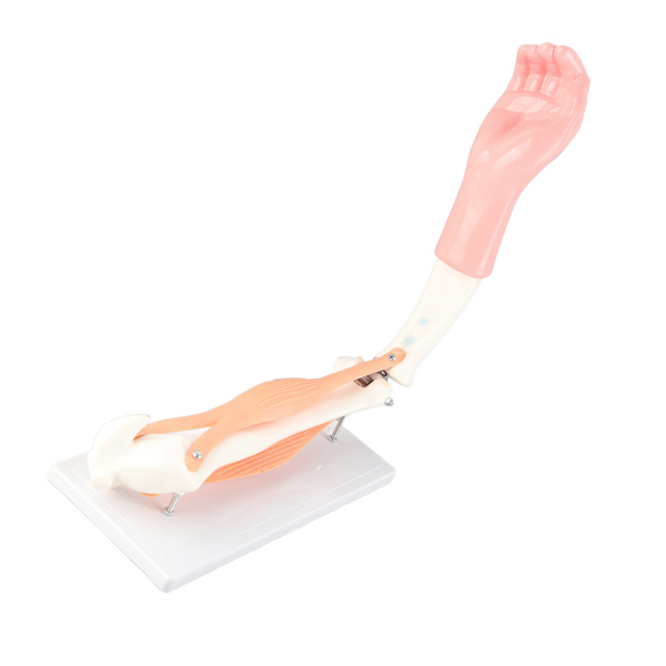 Arm Moving Model Anatomisk Albue Joint Motion Model Primary School Undervisningstilbehør