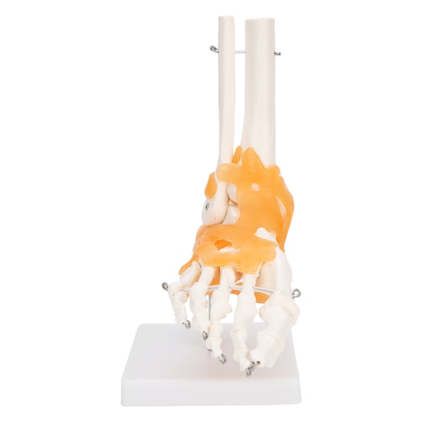 1:1 Menneskefod Ankel Knogleskeletstruktur Model Fodledsmodel med ledbånd