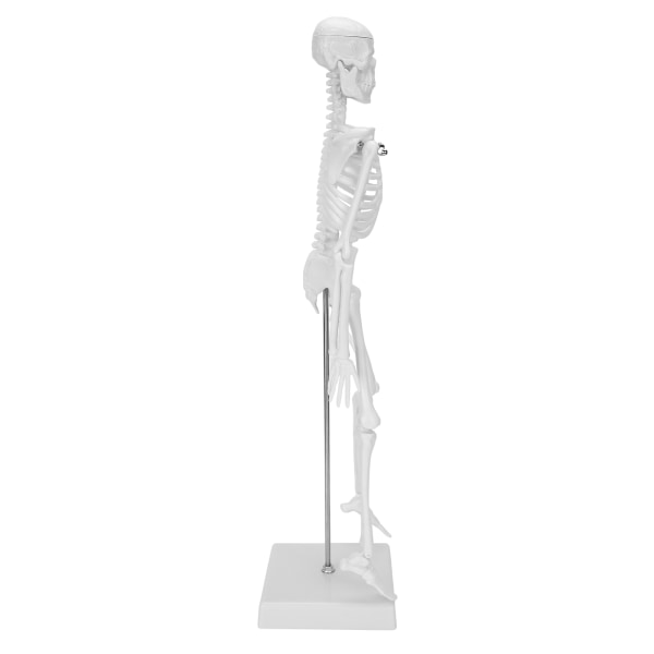 45 cm menneskelige skeletmodel bevægelige lemmer Anatomisk undervisning Læringsmodel Videnskabsforsyninger