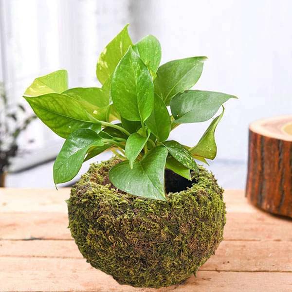 Mossboll i japansk stil Trädgårdsarbete Krukväxt Mossblomkruka C C