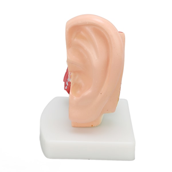 Menneskelige øre Anatomisk model Klar struktur Simulering indre øre model til uddannelse Display