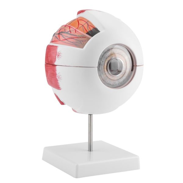 Förstoring 6X avtagbar ögonglobsmodell för mänskligt öga för undervisning i anatomi