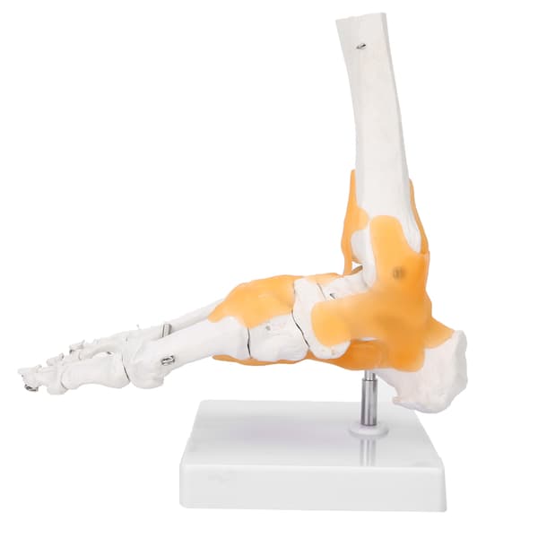 Anatomisk model af voksen menneskelig skeletfod og ankelled med ledbånd