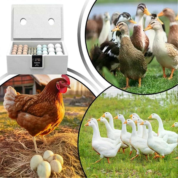 Egg Incubator 10-25 Automatic Egg Incubator Automatic Turning Poultry Incubator Intelligent Hatcher For Home Use
