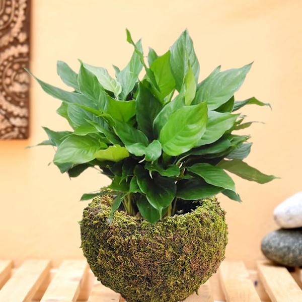 Mossboll i japansk stil Trädgårdsarbete Krukväxt Mossblomkruka C C