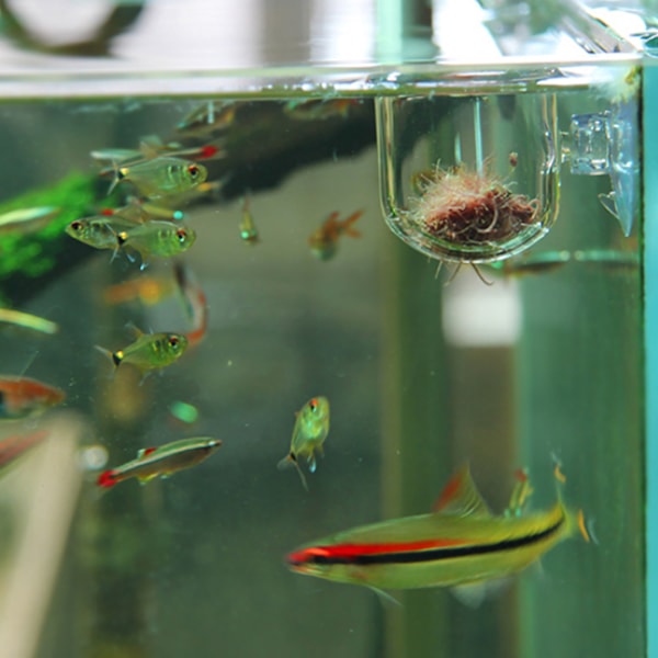 Aquarium Worm Feeder - Sugkoppsmatningsbehållare för fisk