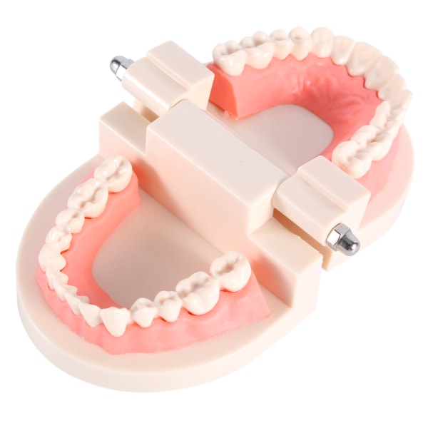 1 stk PVC Dental Teaching Study Standard Model Demonstrasjon Lær barn å pusse tenner