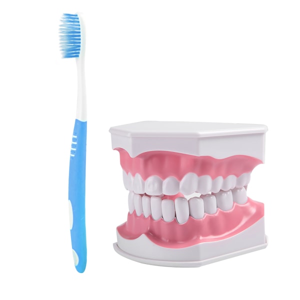 Voksentandtandmodel og tandbørste med aftagelig højkvalitetstænderundervisningsmodel