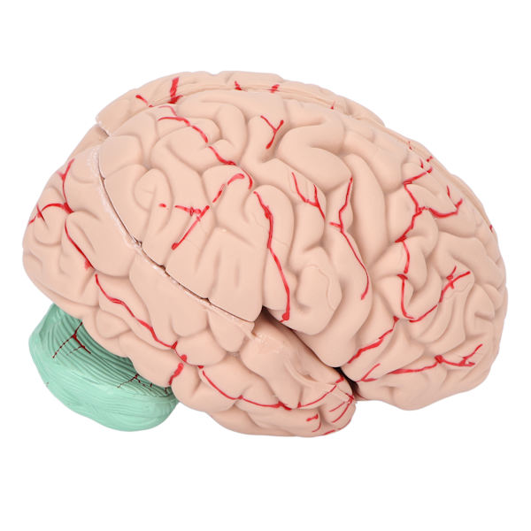 Human Brain Model Professionals Läkare som undervisar hjärnanatomi modell för sjukhusskola display