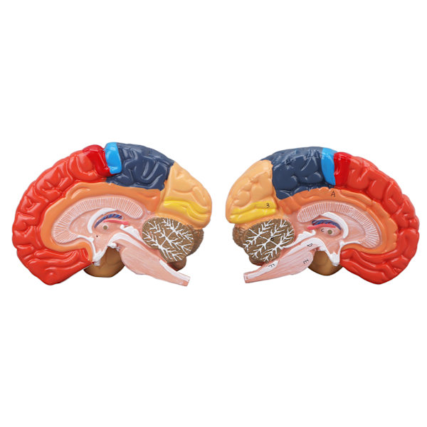 Anatomisk modell för mänsklig hjärna Cerebral artär färg partitionerad vänster höger hjärna monterad modell för inlärning