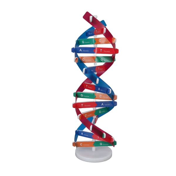 Human DNA Model Farverig Dobbelt Spiral Samlemodel Videnskab Pædagogisk Undervisningslegetøj til Børn