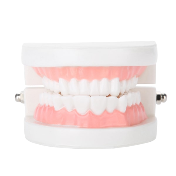 Tandprotes Modell 28st Standard Vuxen Tänder Modell Medical Teaching Tool