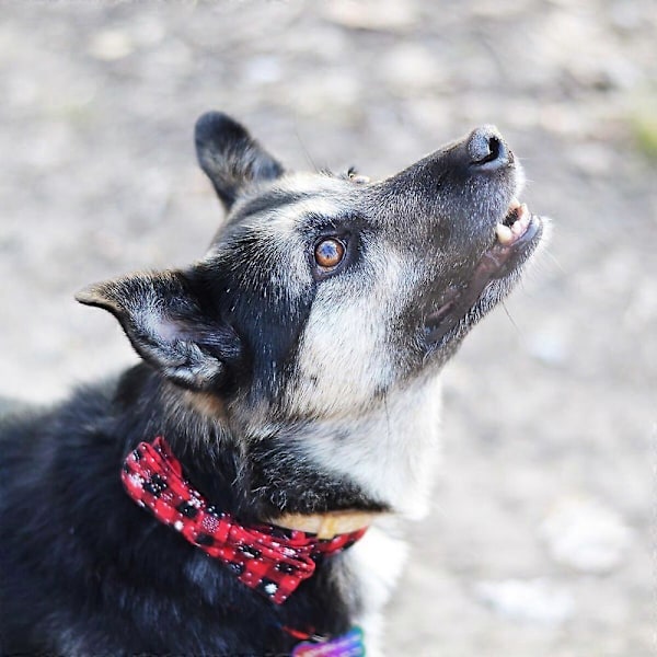 Festlig Snefnug Hundehalsbånd - Lad Din Hvalp Funkle Denne Jul!