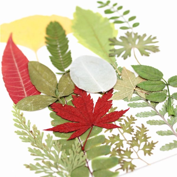 Äkta växtprover torkade blommor assorterade naturliga torkade blad för pressade bladhantverk dekoration