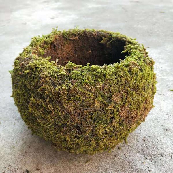 Mossboll i japansk stil Trädgårdsarbete Krukväxt Mossblomkruka C C