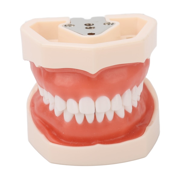 Standard tenner modell 28 tenner mykt tannkjøtt voksen typodont demonstrasjonsprotese modell for barn tannlegeundervisning