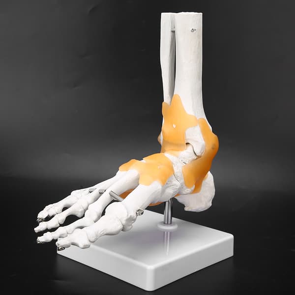 Anatomisk model af voksen menneskelig skeletfod og ankelled med ledbånd