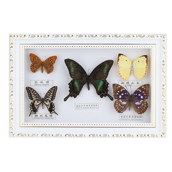 Utsökt fjärilar insektsexemplar hantverk Födelsedagspresent heminredningsprydnad (vit ram)