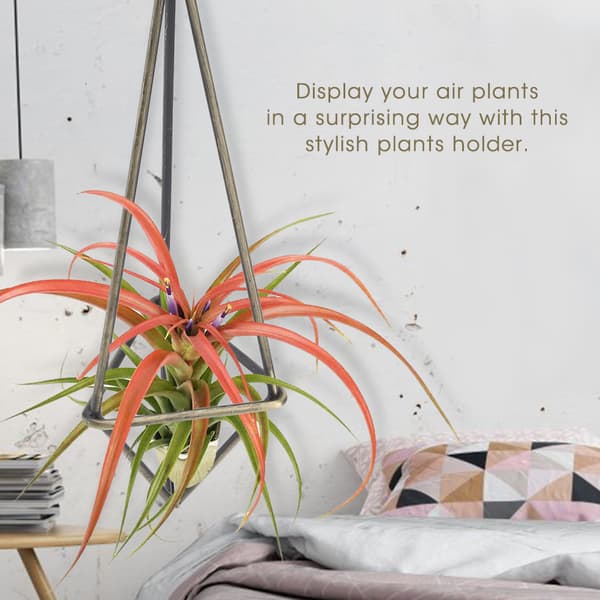 Geometrisk Triangel Hängande Blomhållare Stativ Elegant Luftväxter Bromeliader Ställ Heminredning S