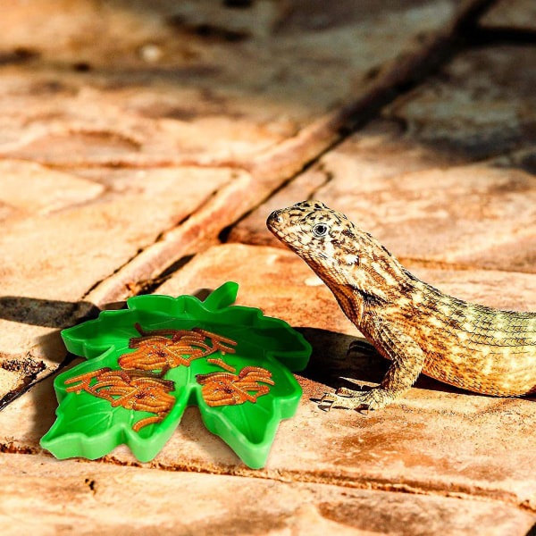 Liten grön plast reptil vatten och mat skål för ödla och gecko