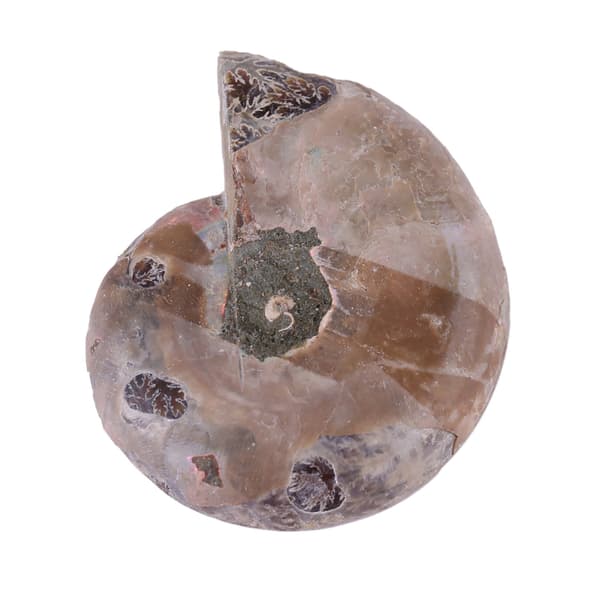 2 kpl ammoniittifossiilinäytettä, Madagaskarin luonnonkiviä ja mineraaleja (4 cm)
